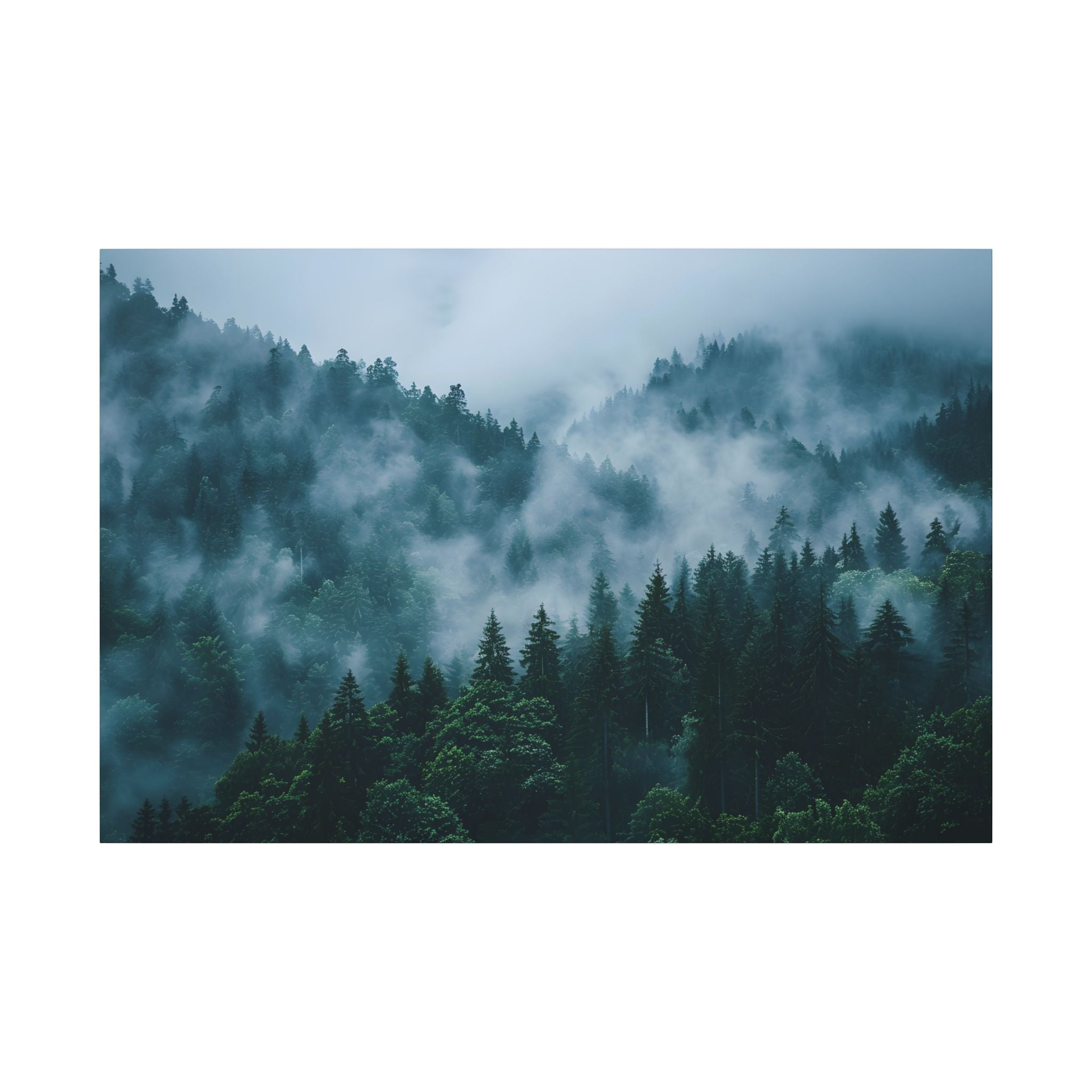 Misty Evergreen Forest