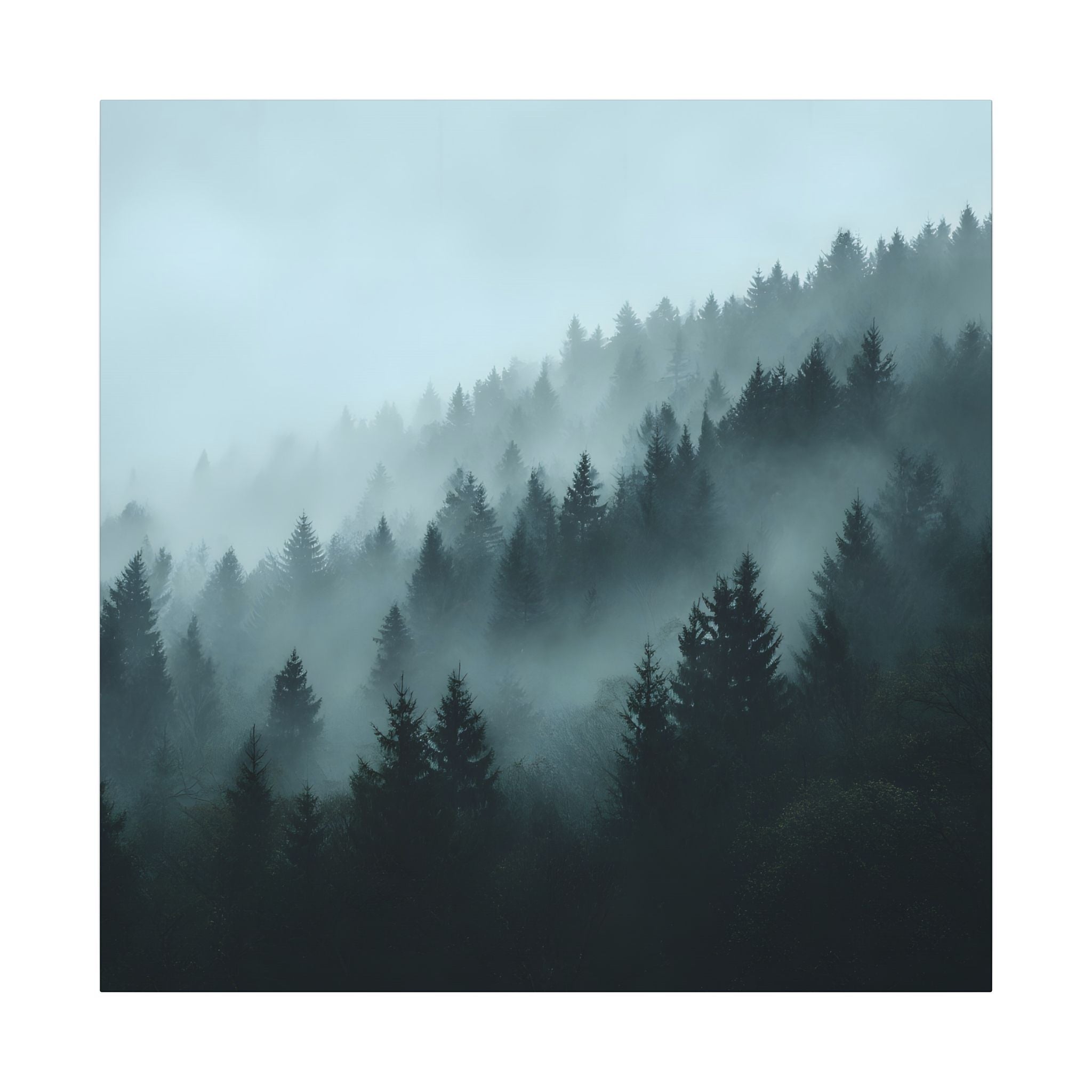 Misty Pine Forest