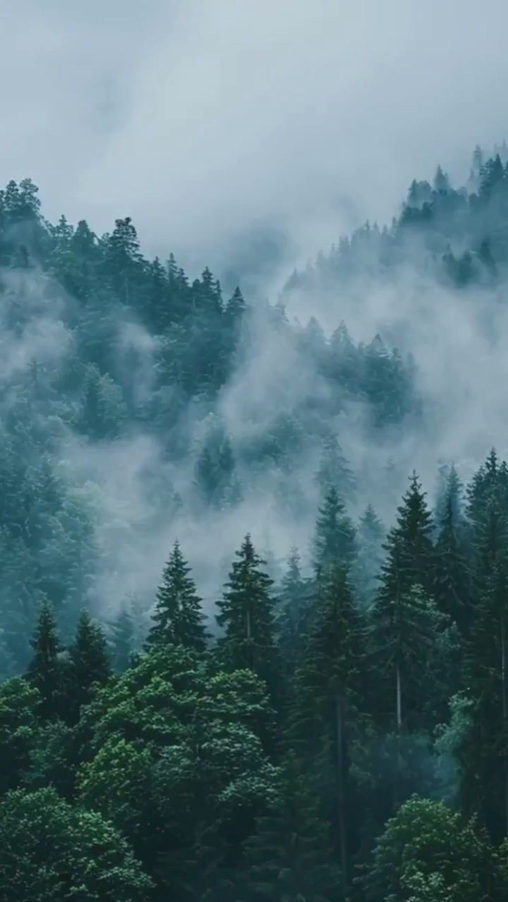 Misty Evergreen Forest