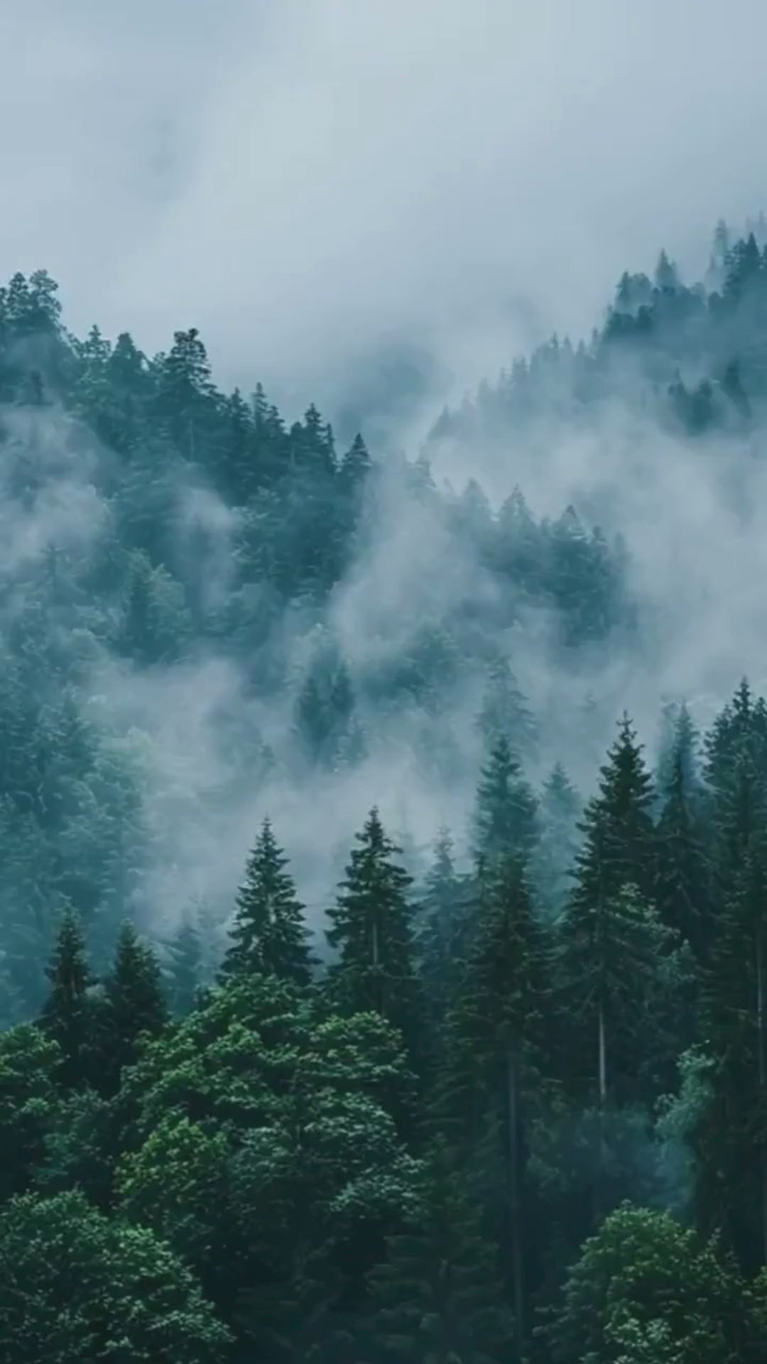 Misty Evergreen Forest